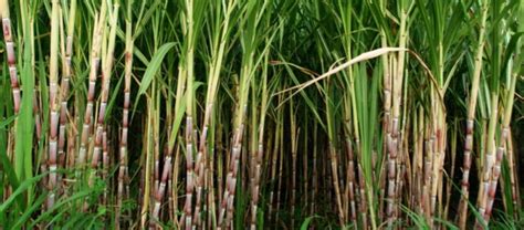 sugarfar|How To Grow Sugar Cane: Planting And Optimum。